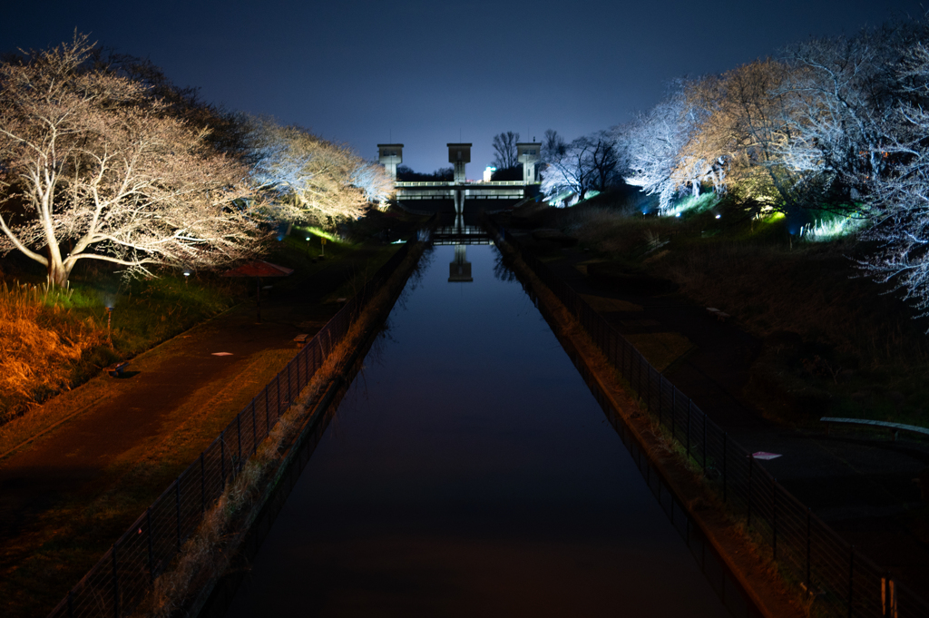 鷲ノ木桜遊歩道公園