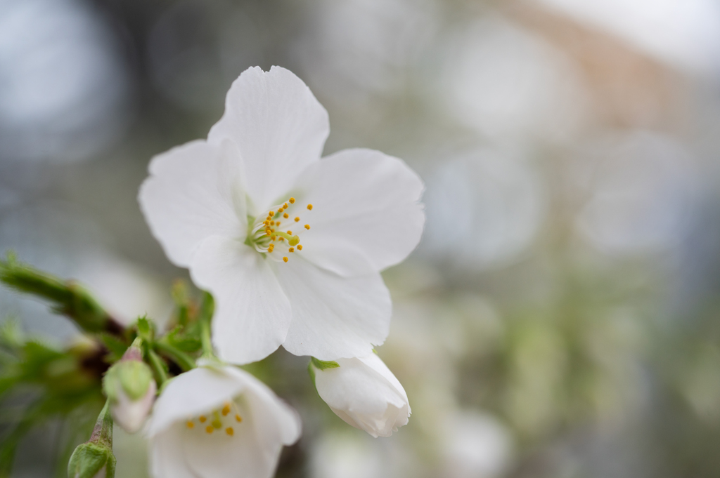 結桜