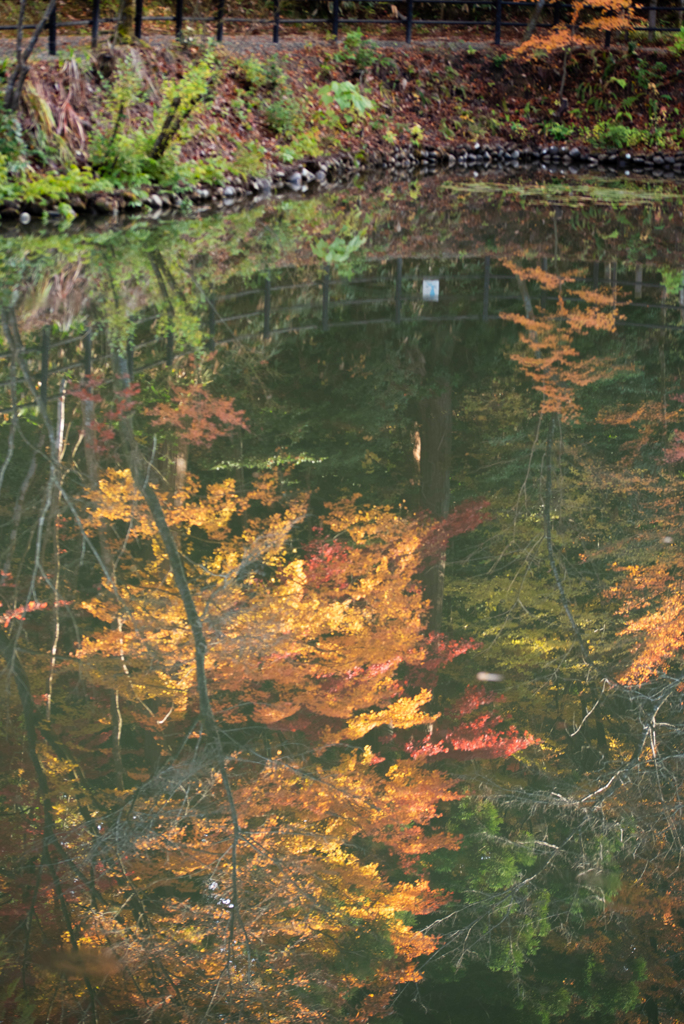 水面の紅葉