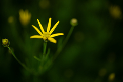 畳んだ花弁