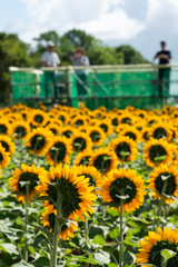 夏フェス