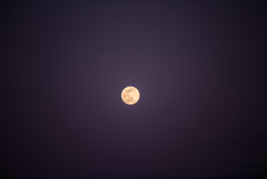 黄昏の月