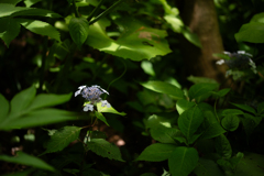 木陰にて