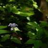 木陰にて