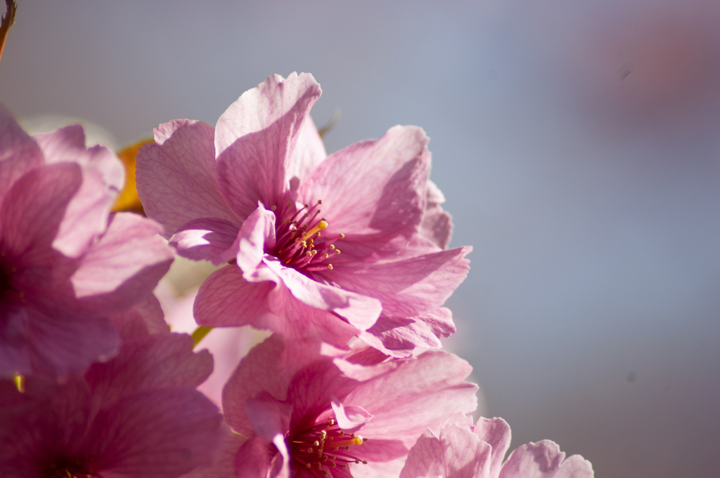 八重桜
