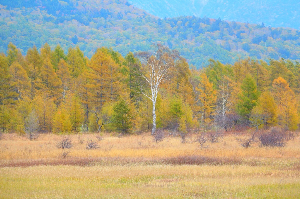 小田代の貴婦人