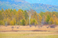 小田代の貴婦人