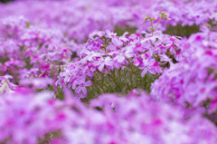 芝桜
