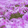 芝桜