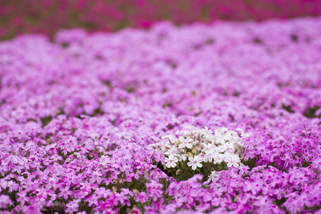 桜の絨毯