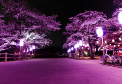 桜咲くころ君と二人で