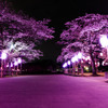 桜咲くころ君と二人で