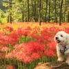 曼珠沙華1