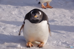 ペンギンの雪中さんぽ　ゴール後