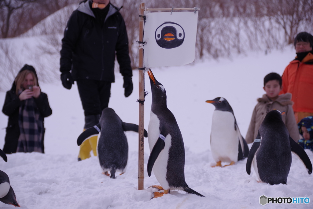 ペンギンの雪中さんぽ　僕の旗！