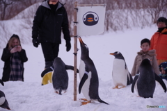 ペンギンの雪中さんぽ　僕の旗！