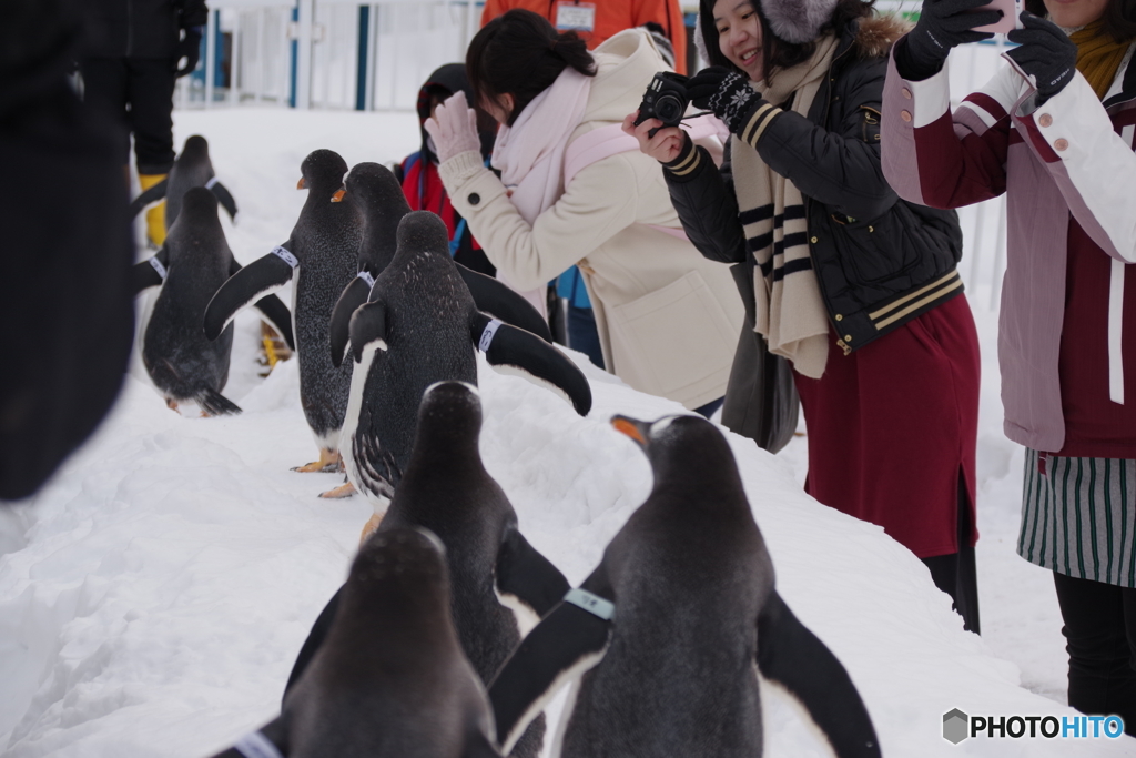 ペンギンの雪中さんぽ