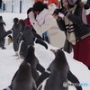 ペンギンの雪中さんぽ