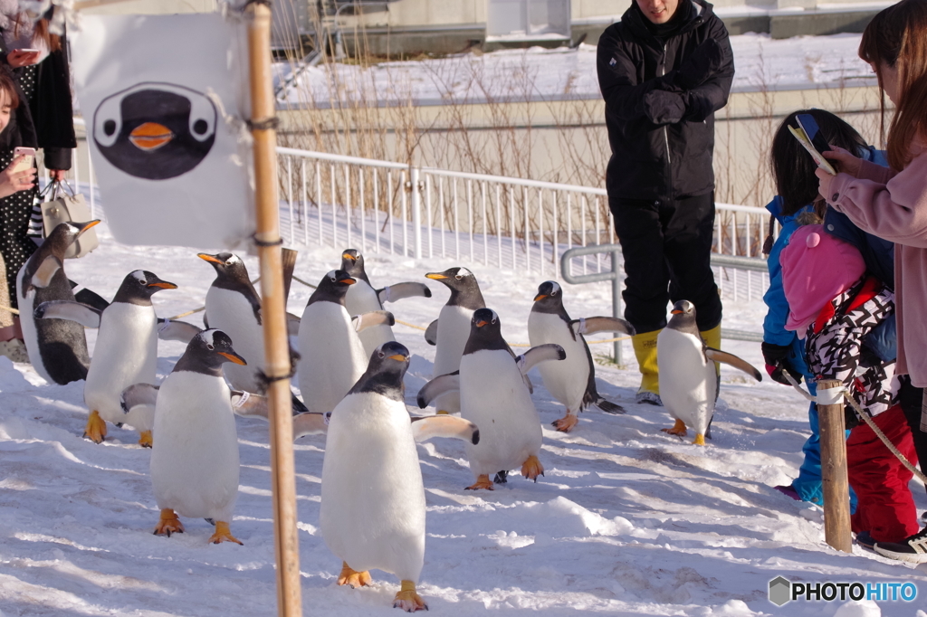 ペンギンの雪中さんぽ　1周目