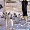 ペンギンの雪中さんぽ　1周目