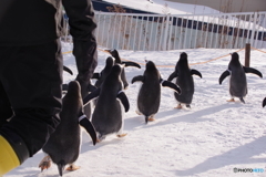 ペンギンの雪中さんぽ　さあ！帰るぞ～！