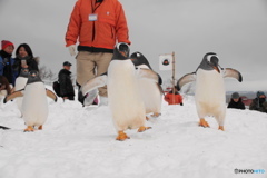 ペンギンの雪中さんぽ　2回目スタート