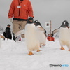 ペンギンの雪中さんぽ　2回目スタート