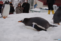 ペンギンの雪中さんぽ　腹ばいです。