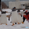 ペンギンの雪中さんぽ