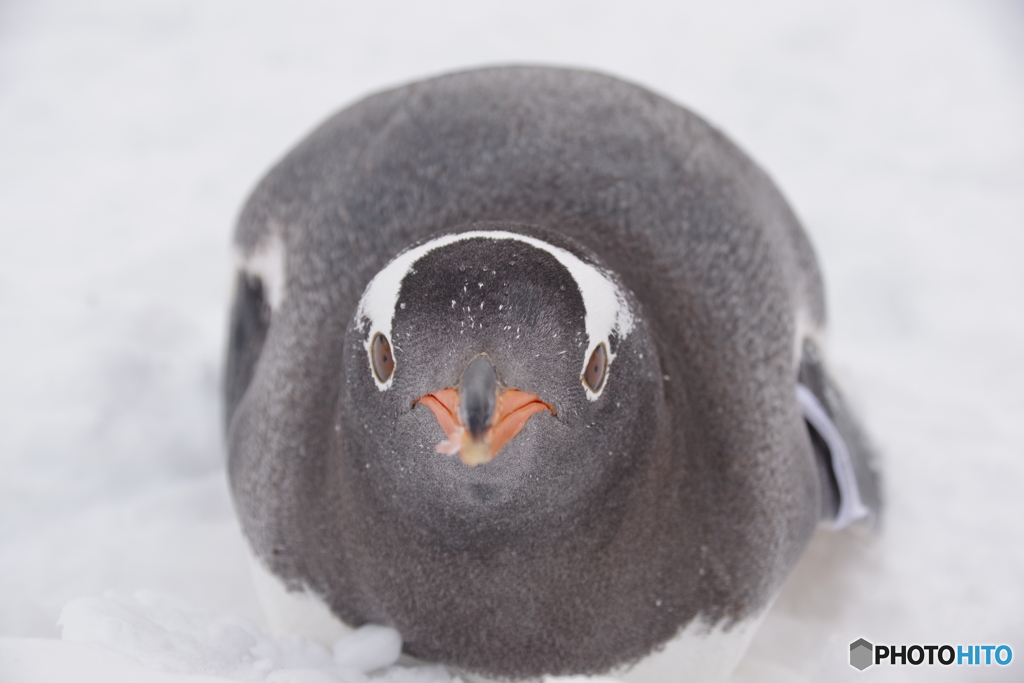 ペンギンの雪中さんぽ ジェンツーペンギンが真正面で O By くまたん Id 写真共有サイト Photohito