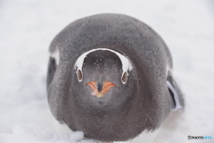ペンギンの雪中さんぽ　ジェンツーペンギンが真正面で(^O^)