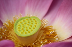 誘惑