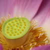 誘惑
