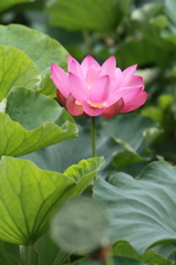 蓮の花
