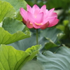 蓮の花