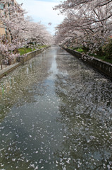 SAKURA川
