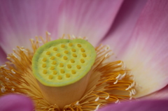 誘惑