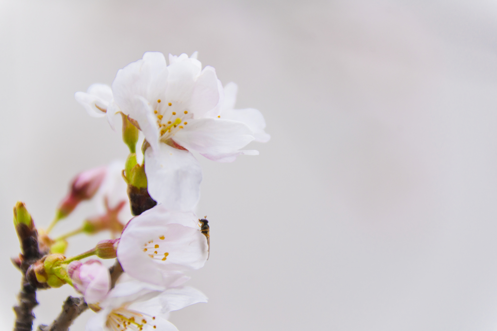 雨上がりの桜２