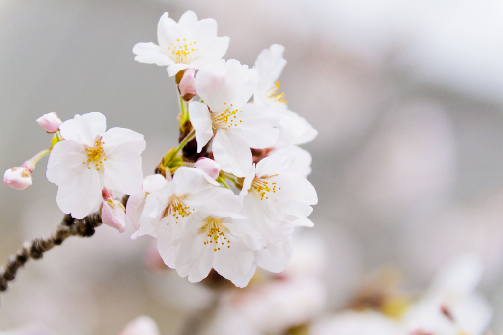 雨上がりの桜１