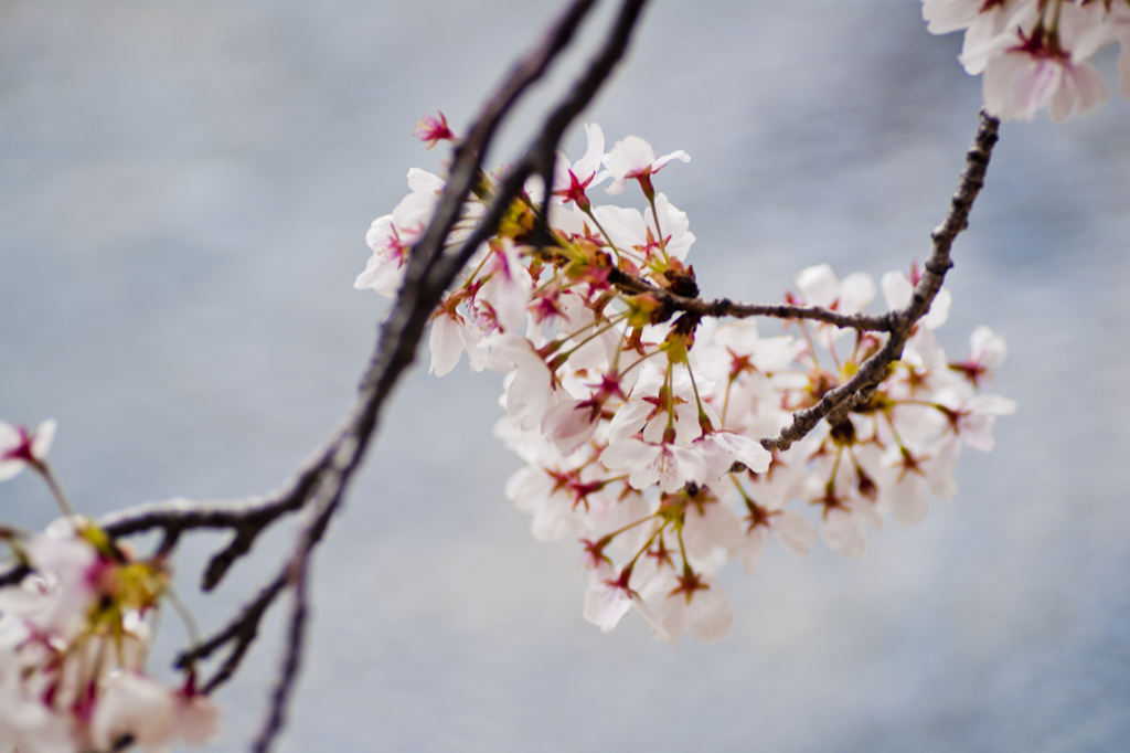 川と桜