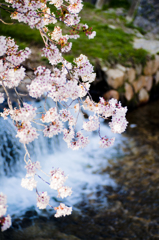 小さな滝と桜