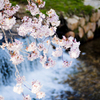 小さな滝と桜