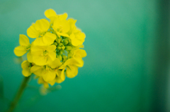 緑の海に黄色い一輪の花