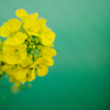 緑の海に黄色い一輪の花