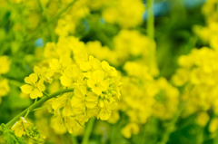 菜の花1