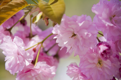 白川郷の八重桜