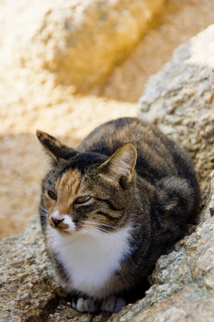 標高464mに住む猫