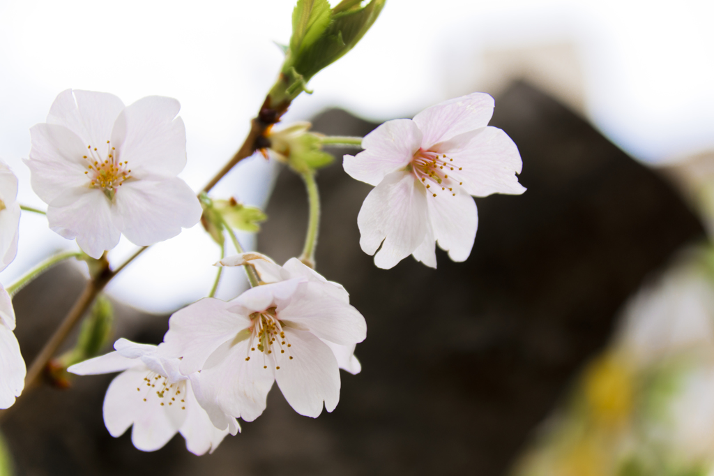 雨上がりの桜３