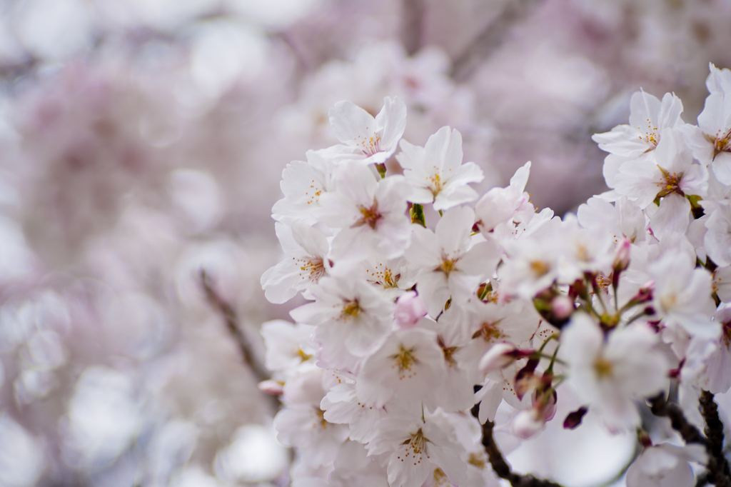 桜伐る馬鹿、梅伐らぬ馬鹿