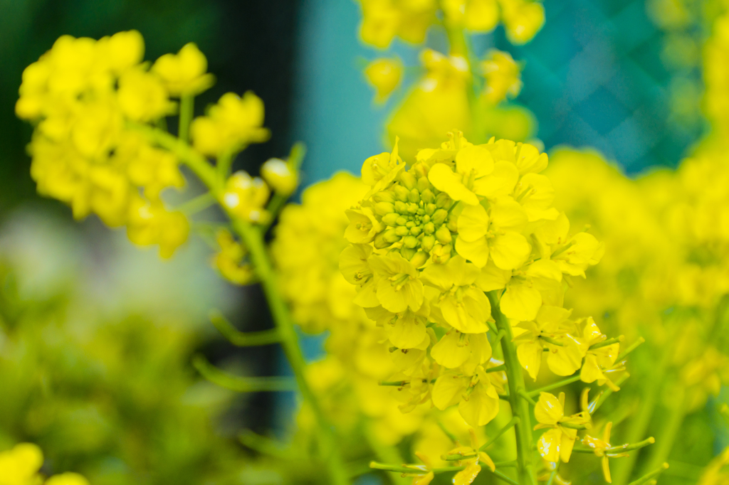 菜の花2